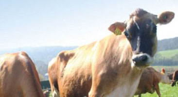 Beechdean Jersey cows Beechdean Jersey cows